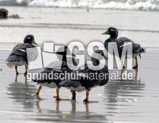 Dampfschiffente (1 von 5).jpg